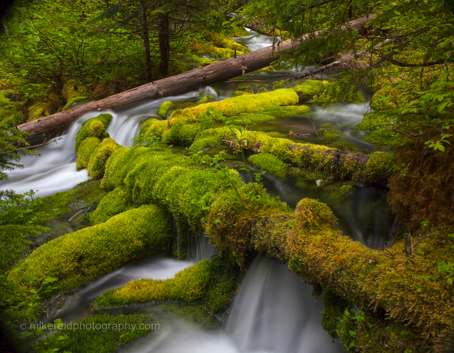 Mossy Logs